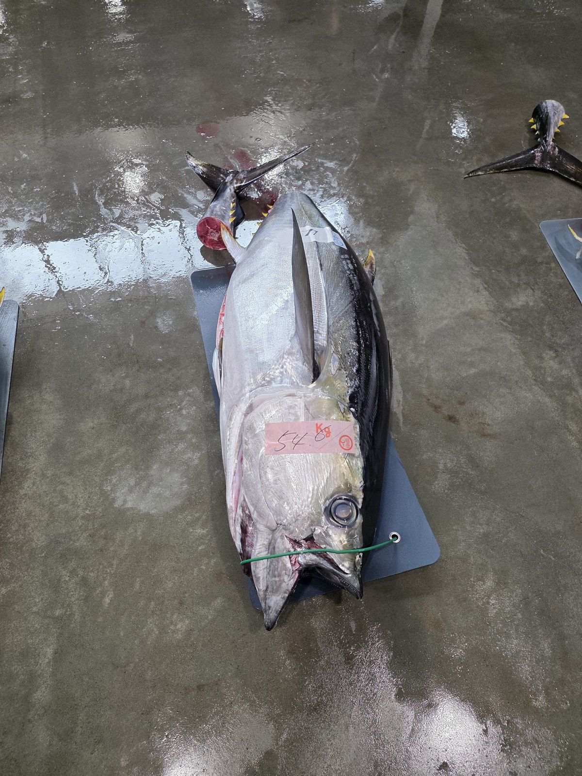 セリに並ぶマグロ。54.0kgの札