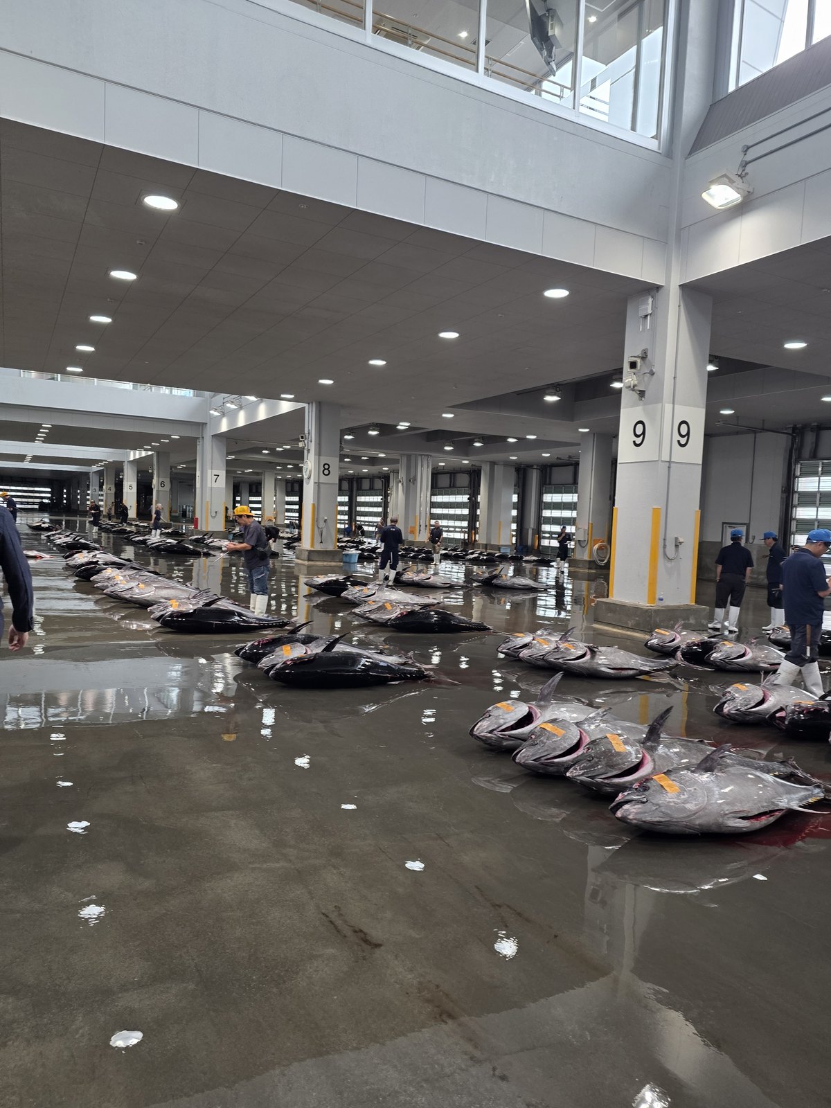 市場の床に並ぶマグロと、離れて立つ仲買の人たち
