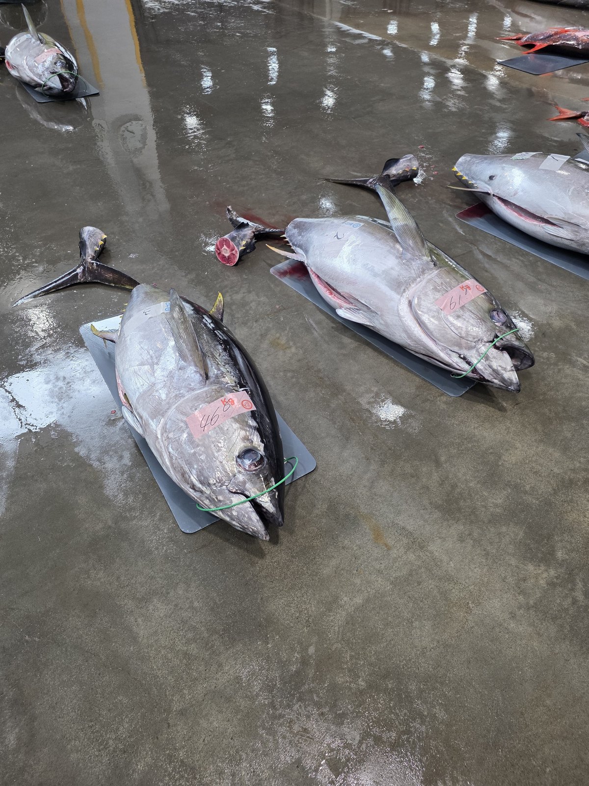 尾を落としたマグロが並ぶ床
