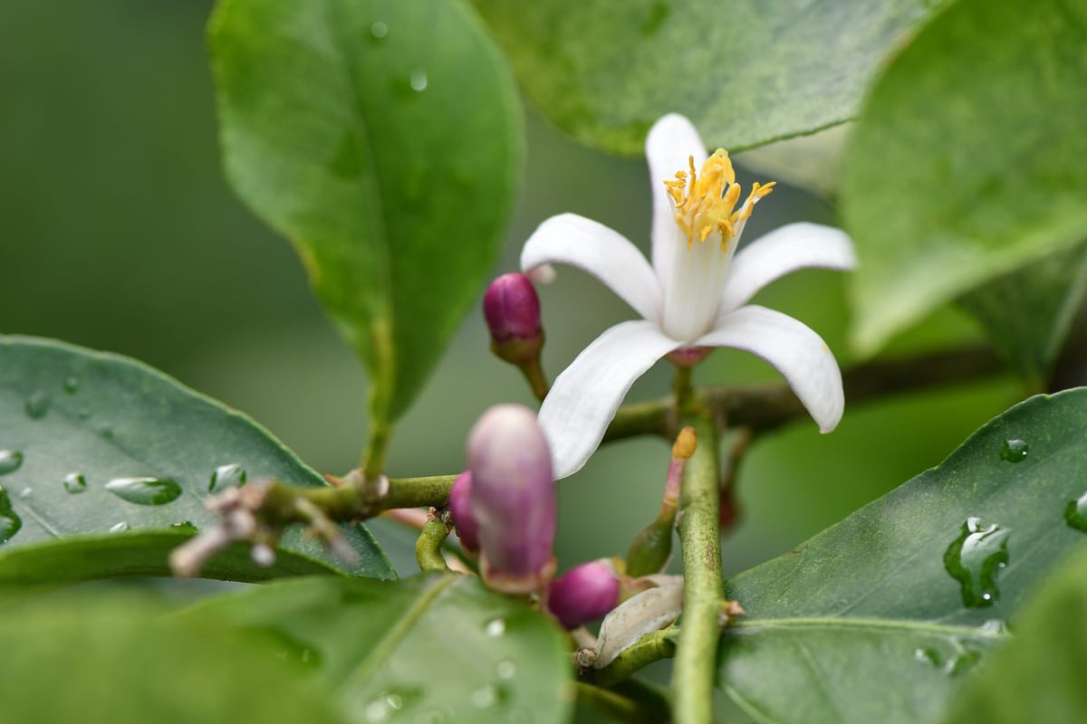 Lemon flower and buds after rain