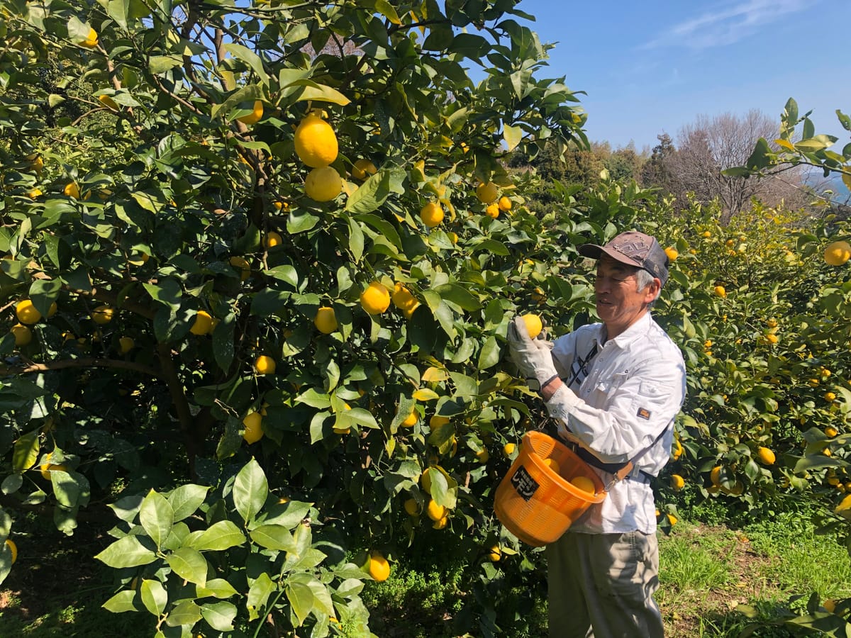 A grower picking lemons