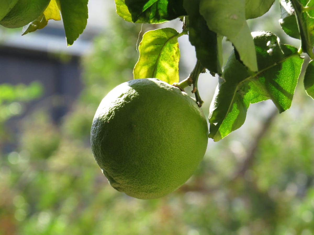 A green, unripe lemon on the branch, backlit