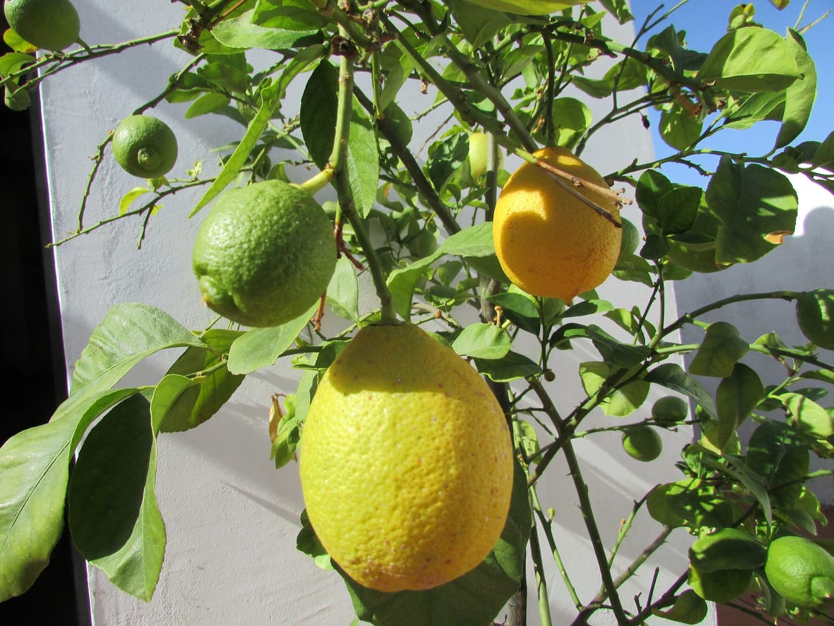 Green and yellow lemons on the same tree