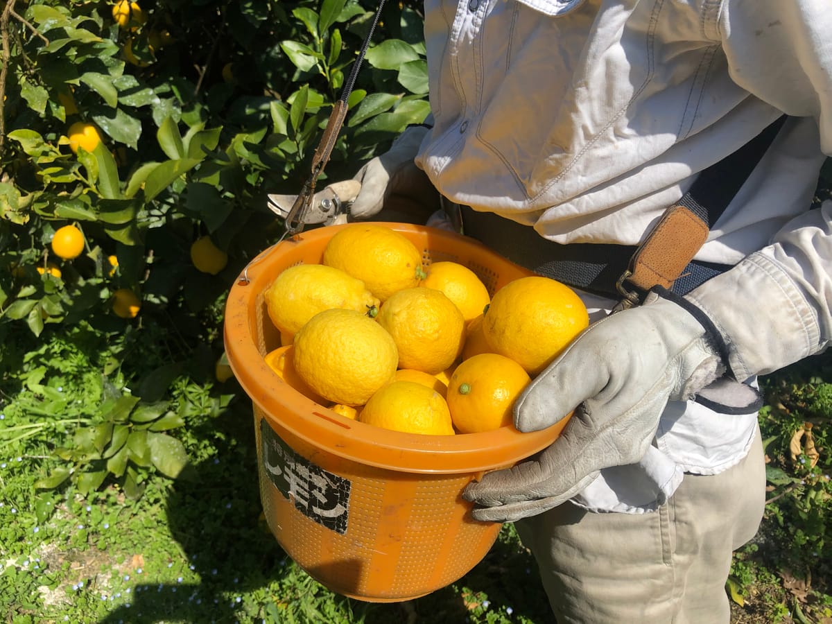A picking bucket full of lemons