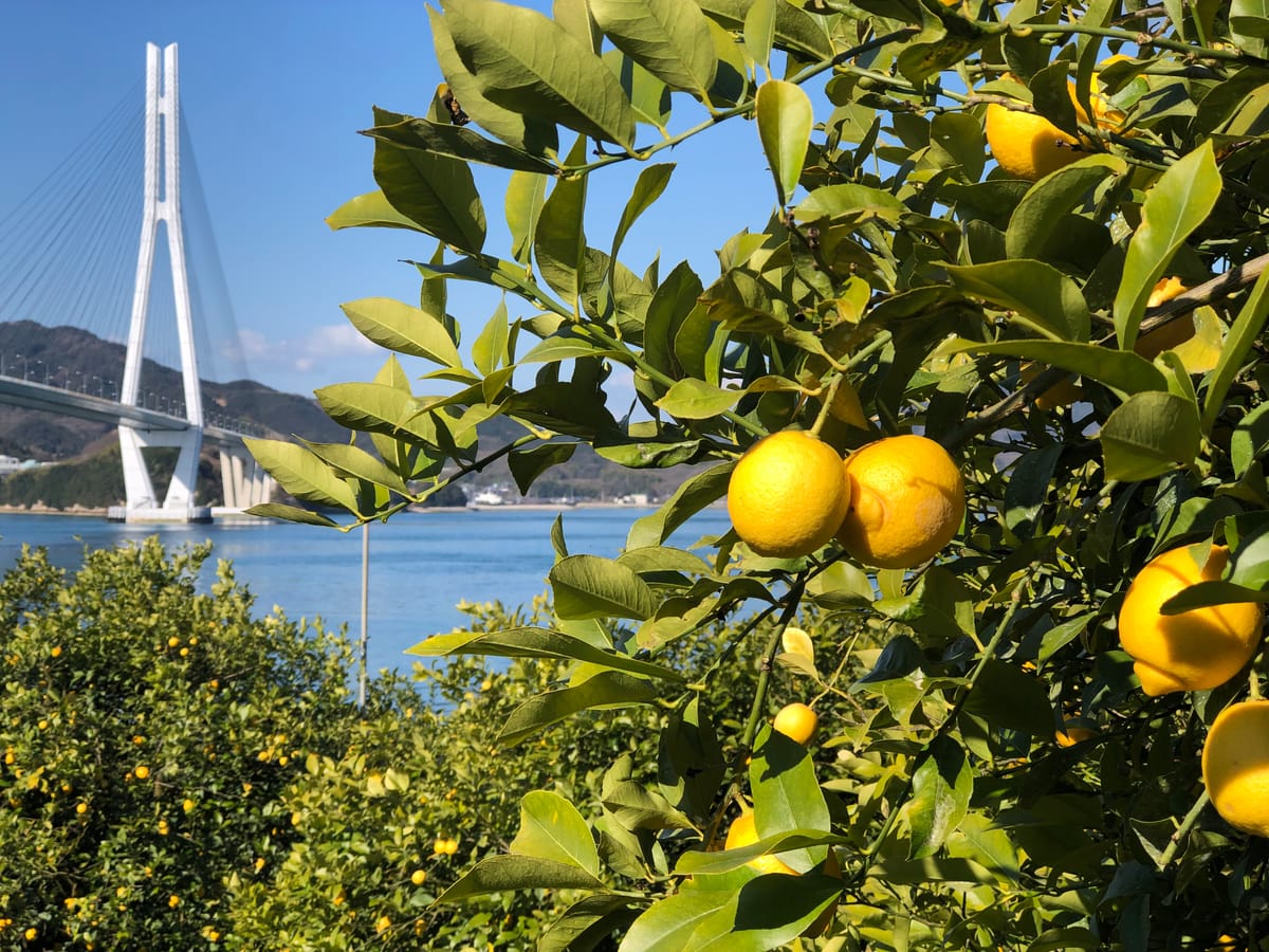 レモンの木と多々羅大橋
