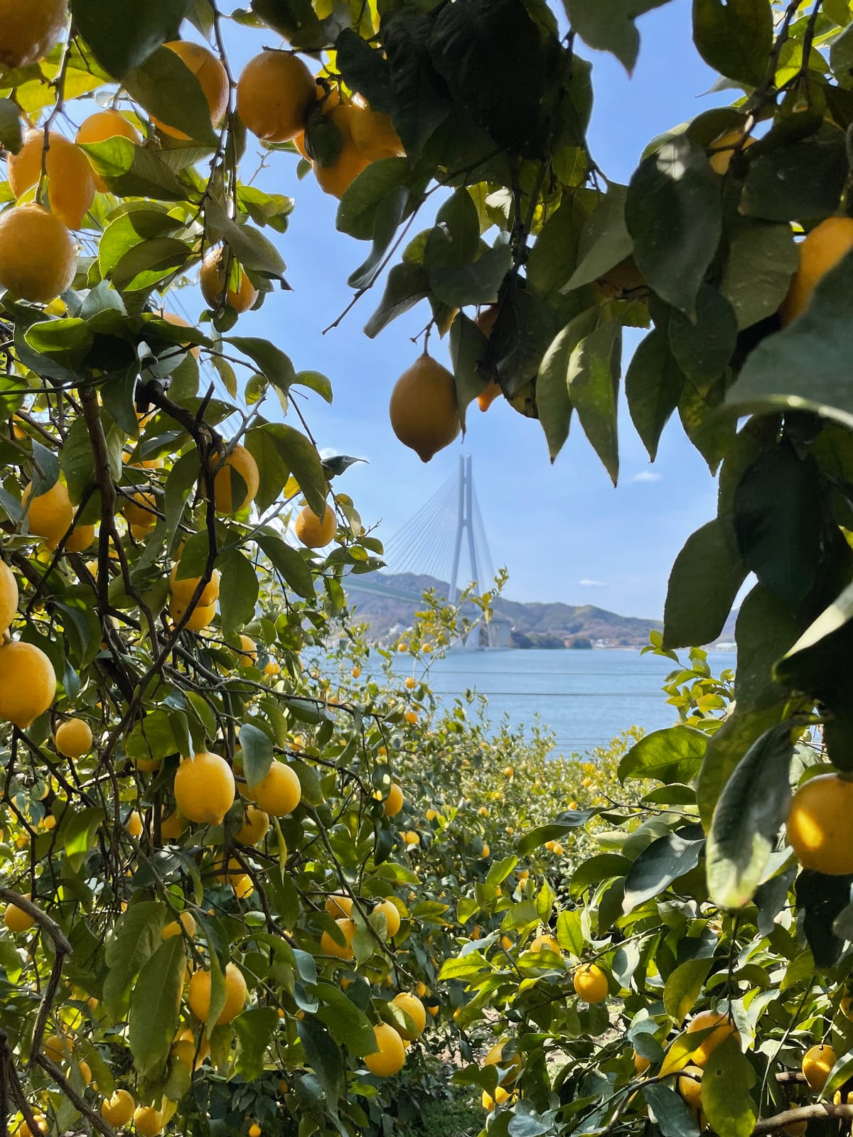 A lemon orchard on a slope running down to the sea