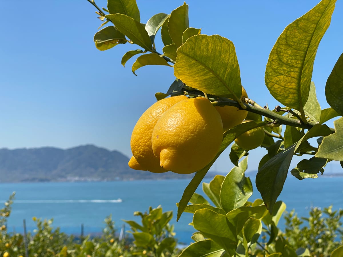 Lemons on the branch above the Seto Inland Sea